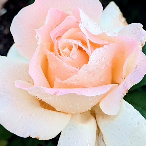 bloomkorth2